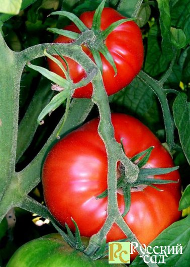 Немного истории томатов