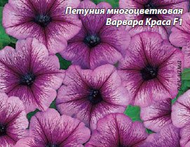 Петуния-бессменный лидер продажи цветов в России
