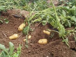 Учимся выращивать картофель
