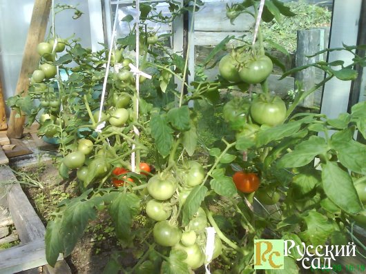 Учимся выращивать томаты в защищенном грунте.
