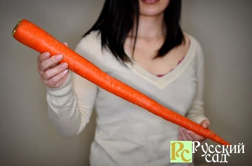 Морковь.Новинки моркови сегодня.