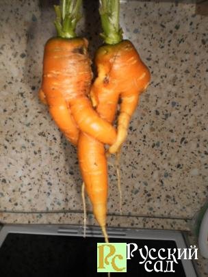 У моркови выросли..."рога"
