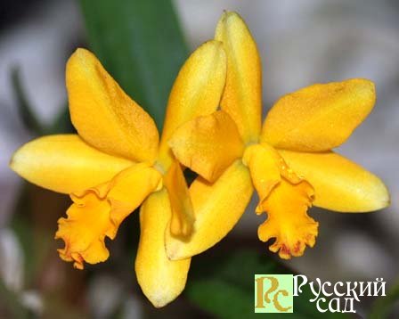 Каттлея - многоликая орхидея