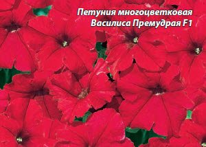 Петуния-бессменный лидер продажи цветов в России