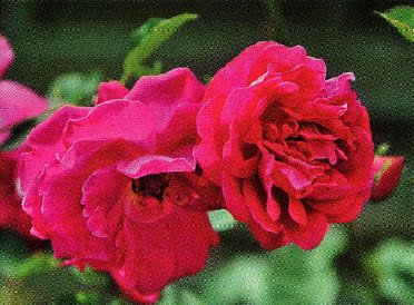 3 новые розы от Дэвида Остина