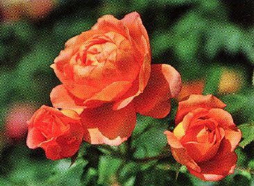 3 новые розы от Дэвида Остина