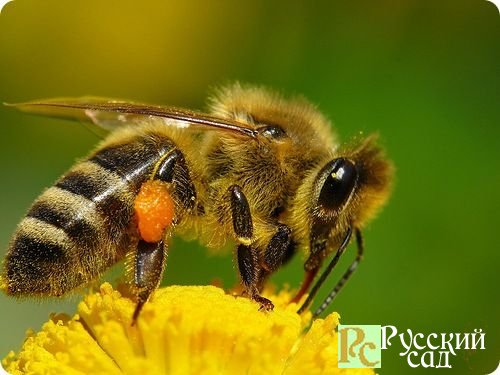 Пчеловодство  (Организация пасеки) Диск 1 из 10